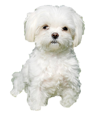 Se admiten mascotas